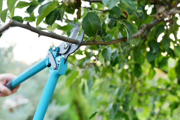 Professional Tree Service in Melvindale, MI